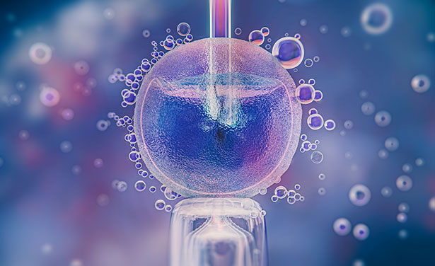 In Vitro Embryo Transfer Technology